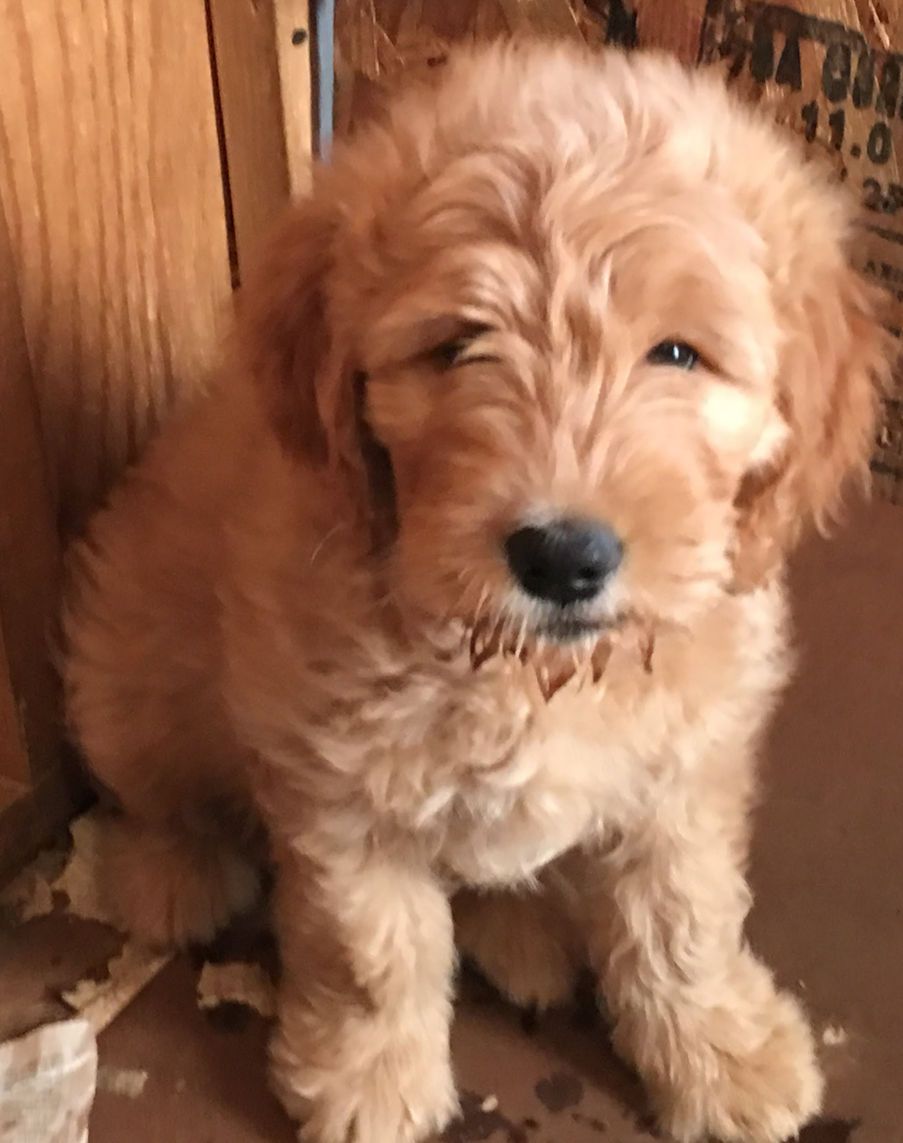 A brown puppy is sitting on the floor and looking at the camera.