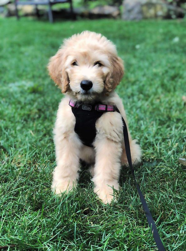 A puppy wearing a harness and leash is sitting in the grass.