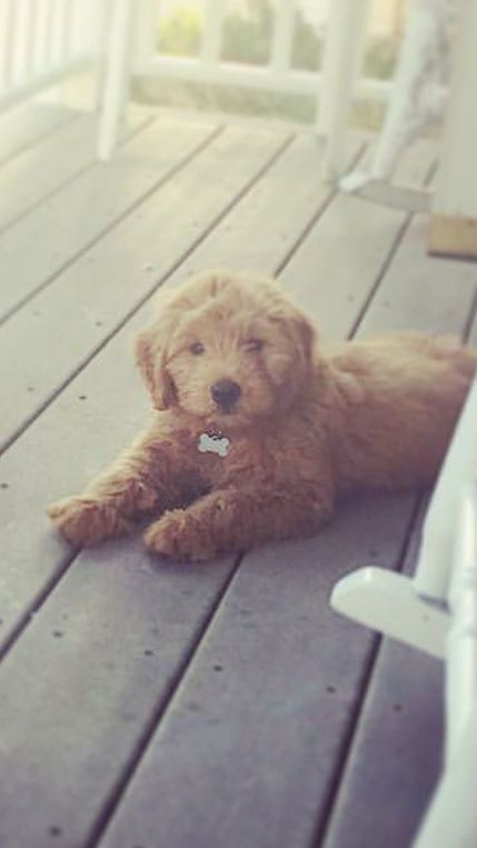 A brown puppy is laying on a wooden deck.