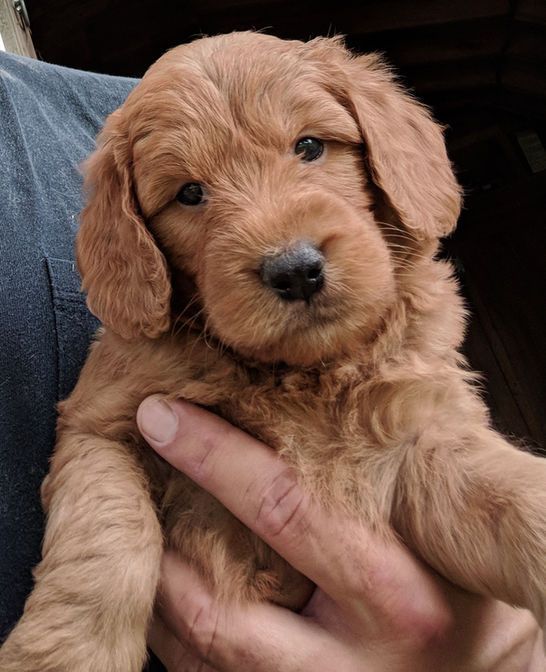 A person is holding a brown puppy in their hands.