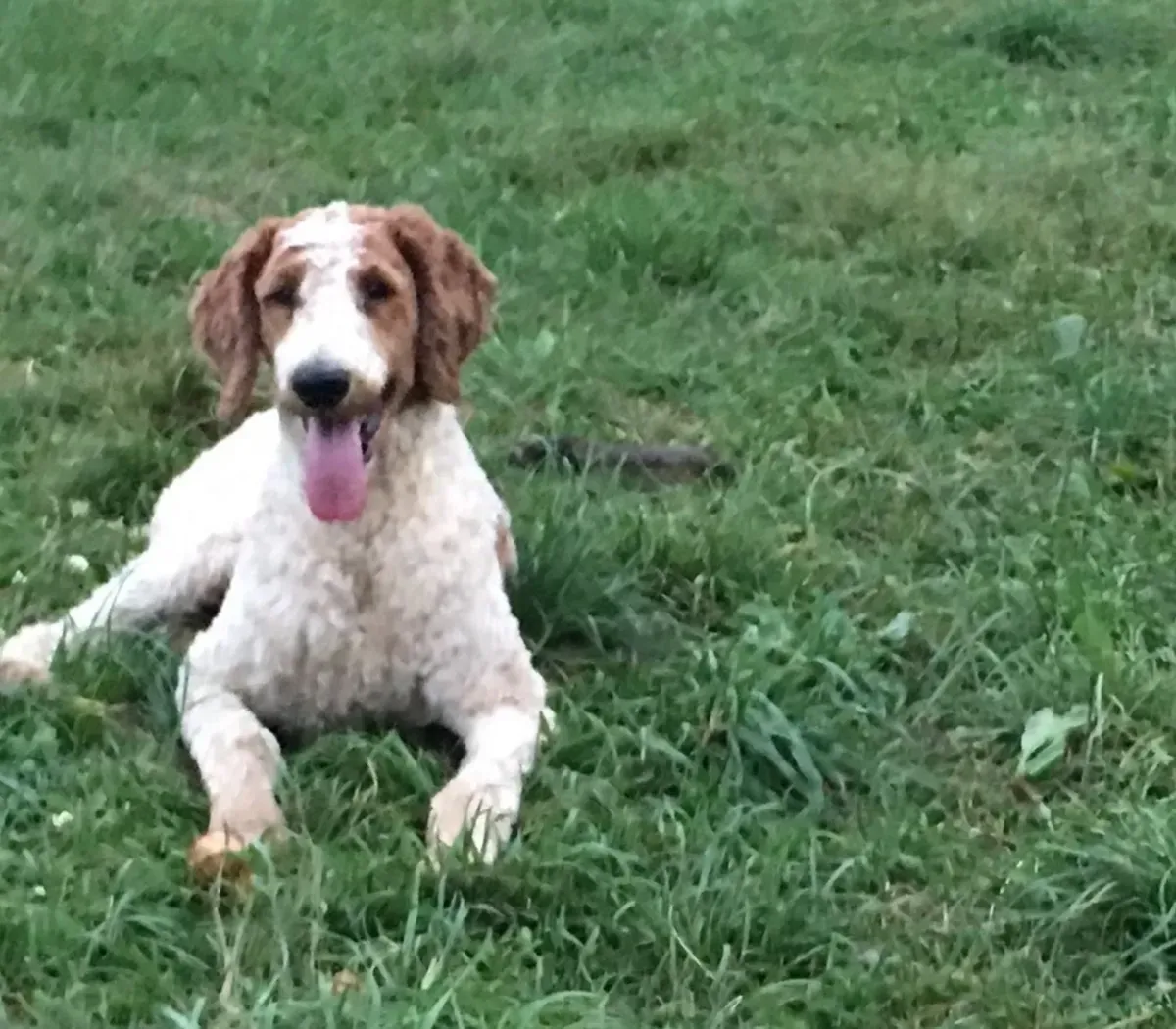A brown and white dog laying in the grass with its tongue hanging out