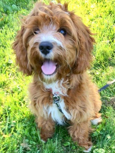 A brown and white dog is sitting in the grass with its tongue out.