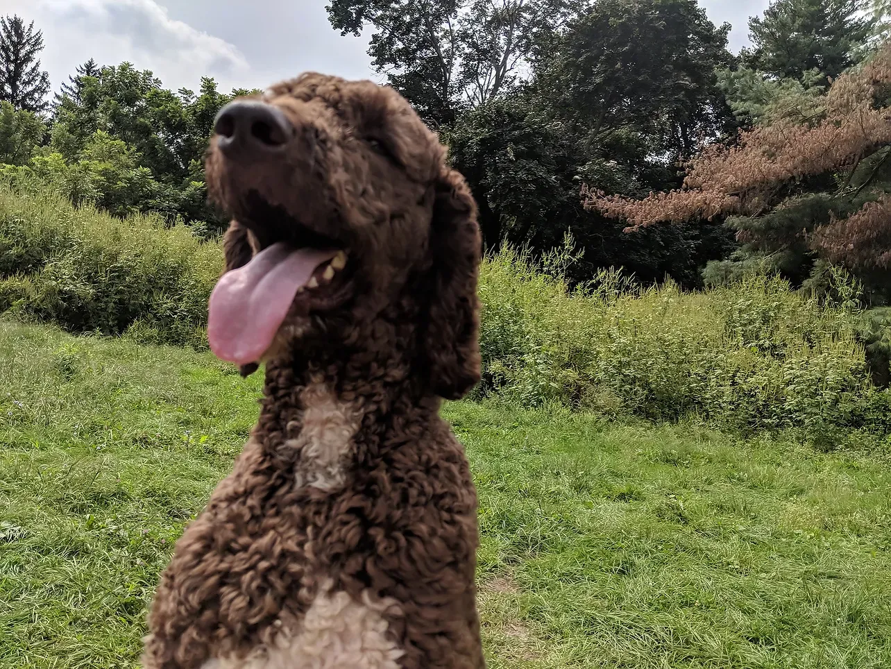 A brown and white dog with its tongue hanging out is sitting in a grassy field.
