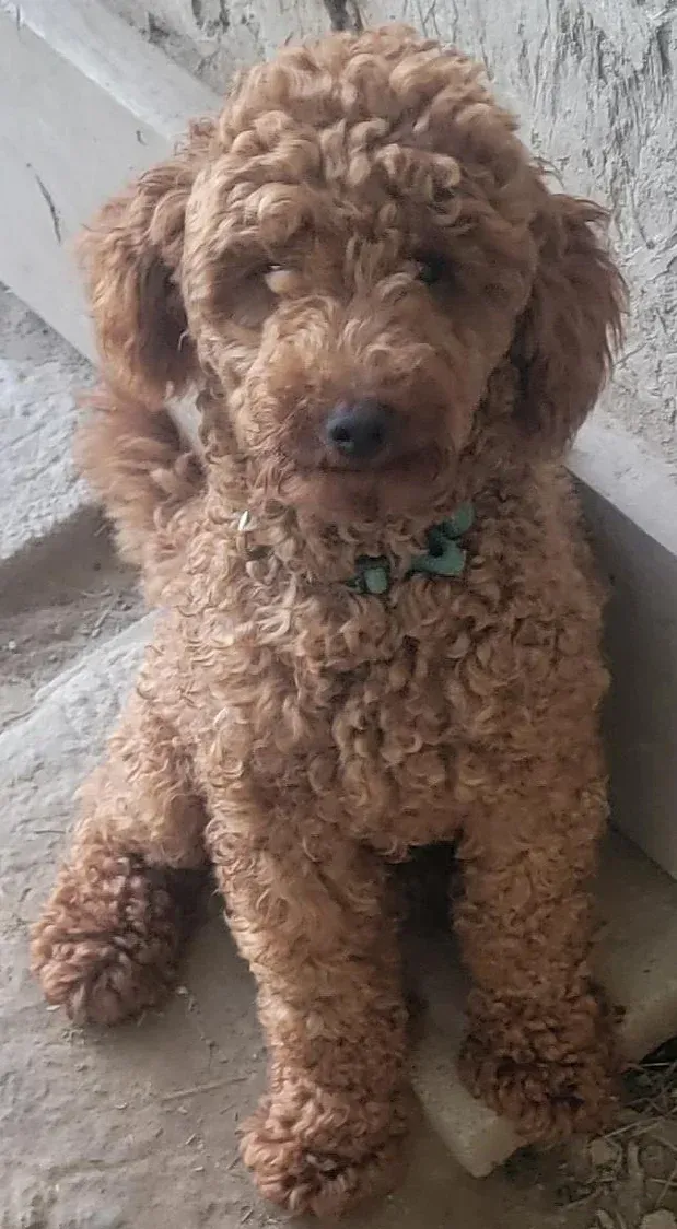 A small brown poodle is sitting on a set of stairs.