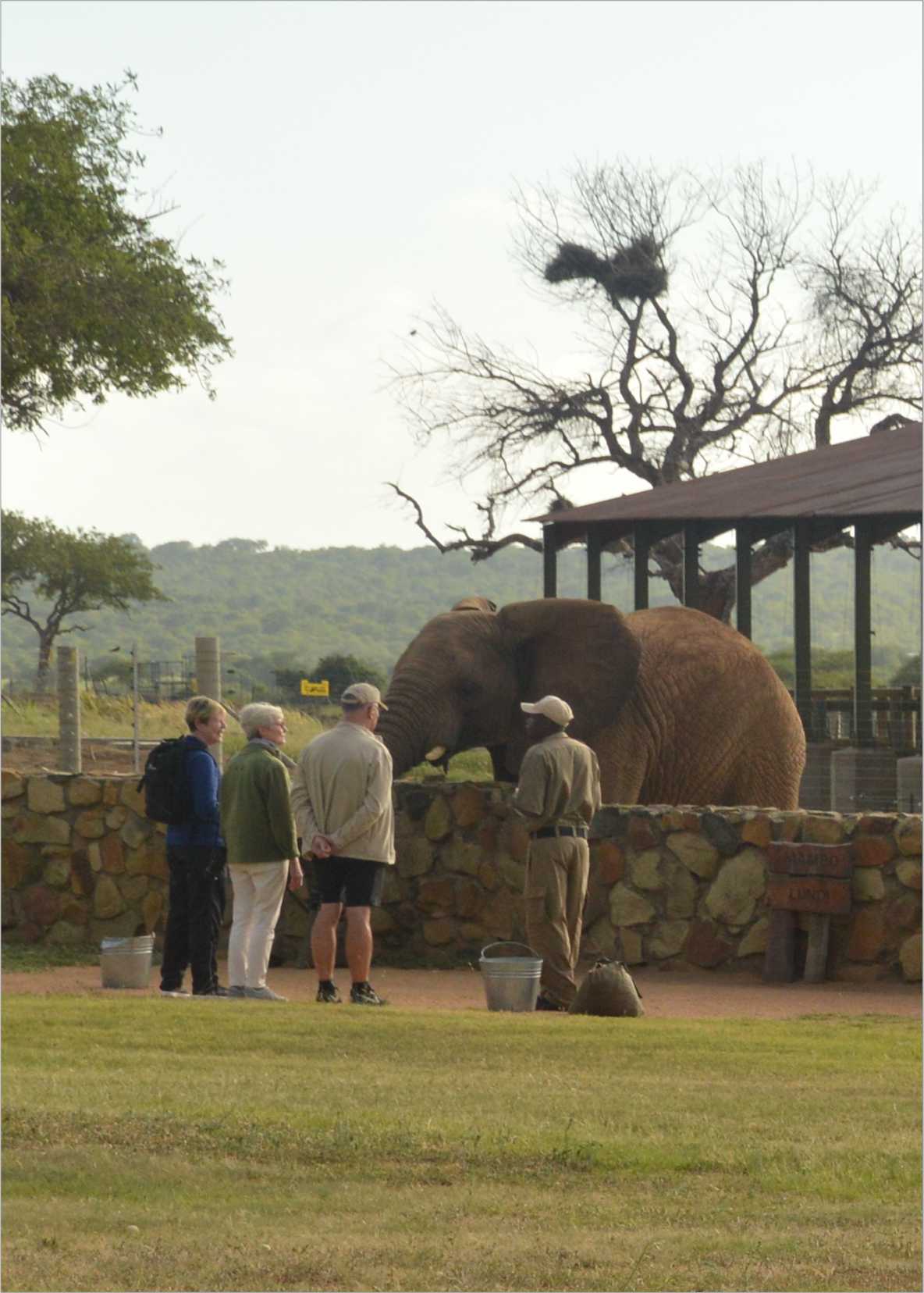 a group of people standing in front of an elephant with a yellow sign that says ' elephant ' on it