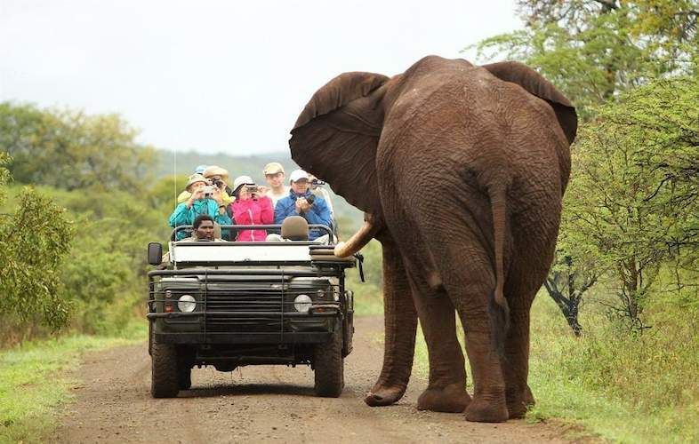 Big 5 Safari Drives