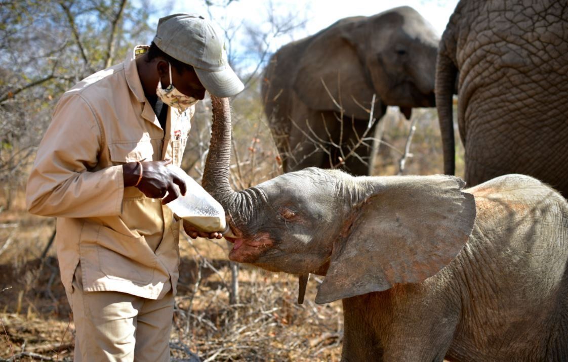 Elephant Experience