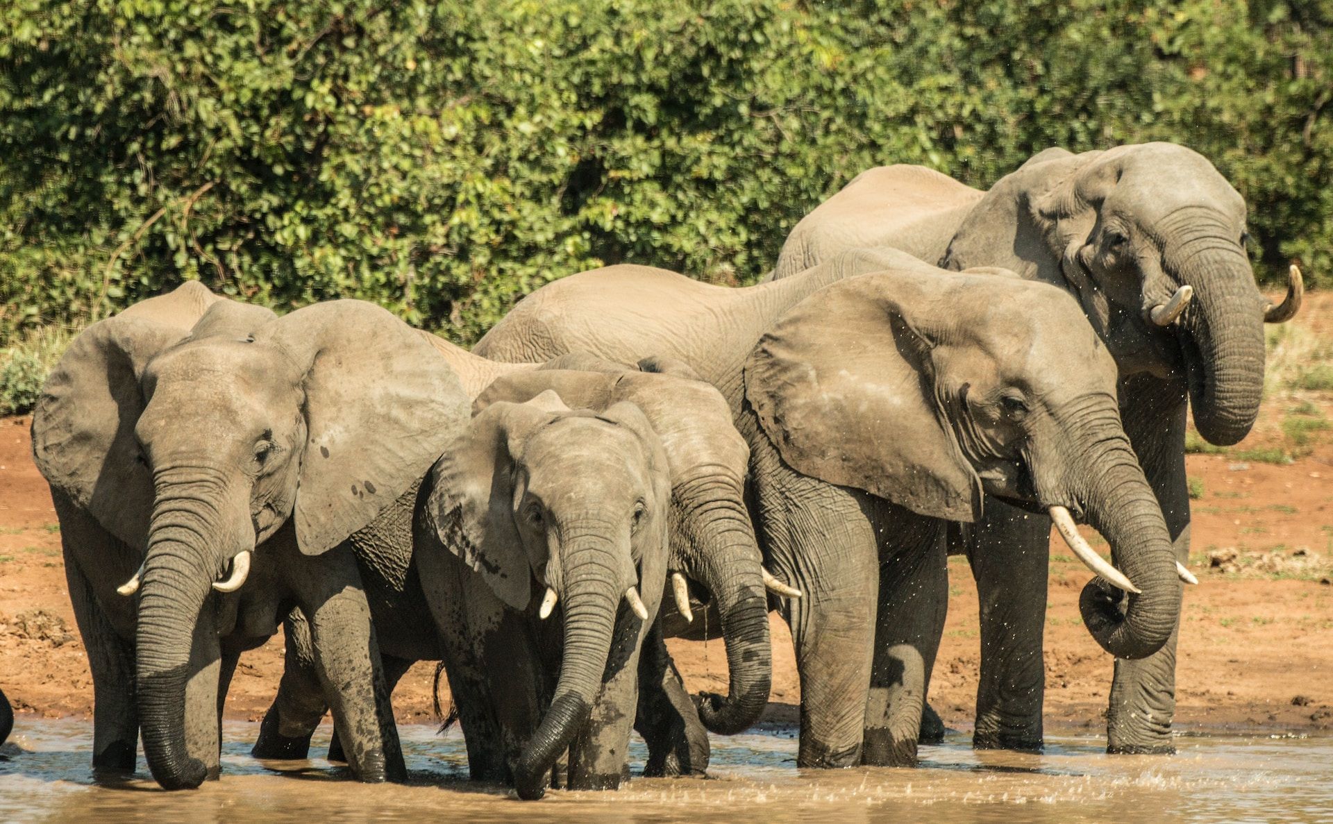 a herd of elephants drinking water from a river