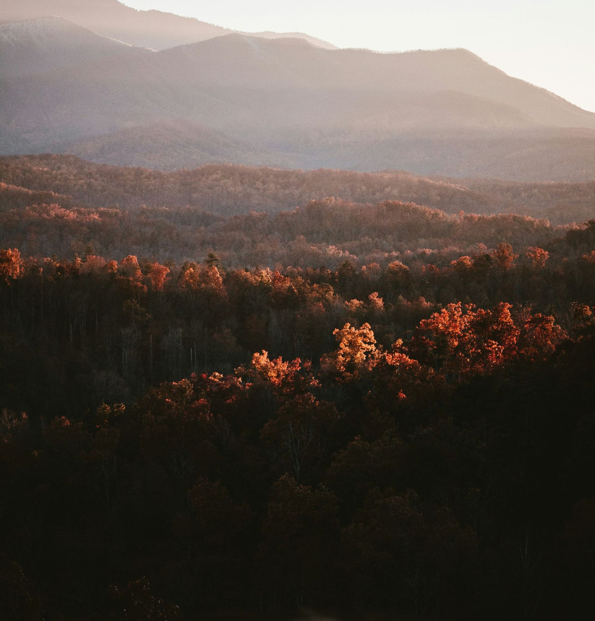 The sun is shining through the trees in the mountains