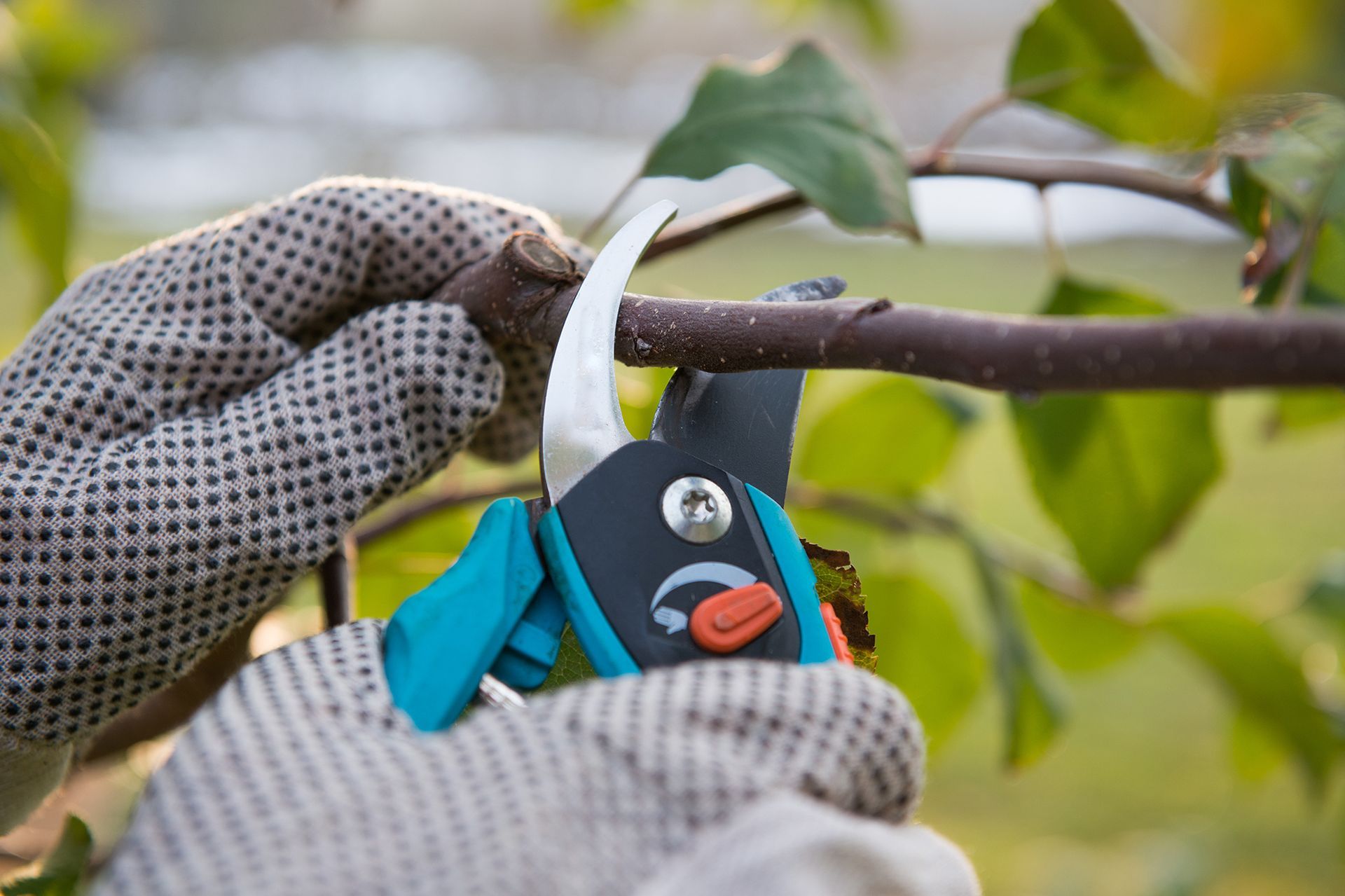 A person is cutting a tree branch with a pair of scissors.