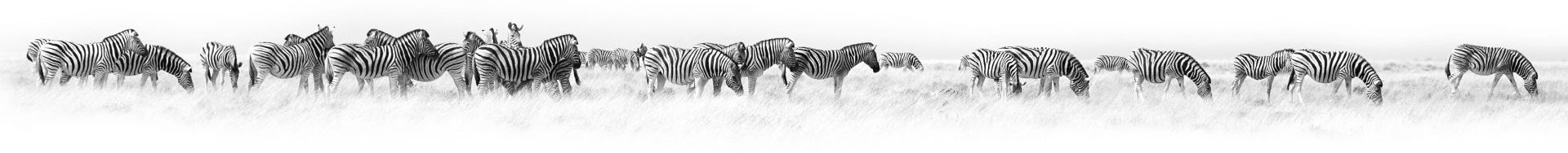 Herd of zebras shows how a business can blend into the crowd.