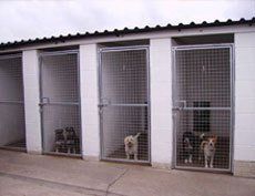 pet care example 11