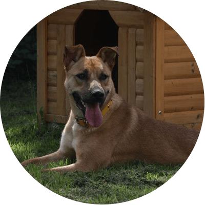 Longcroft kennels hot sale