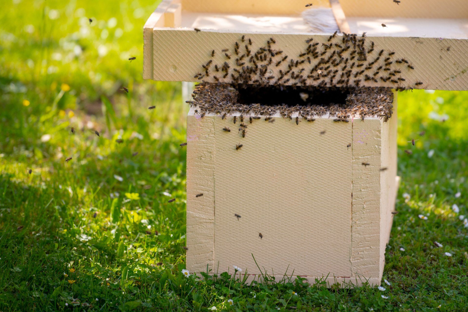 Be Hive on the Box - Crockett, TX - McClain’s Pest Control