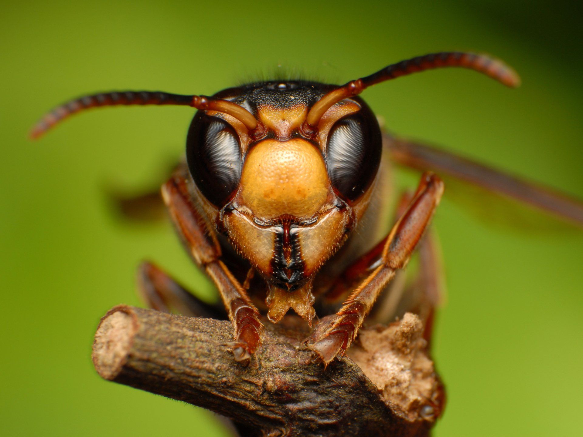 Close-up portrait of Wasp - Crockett, TX - McClain’s Pest Control