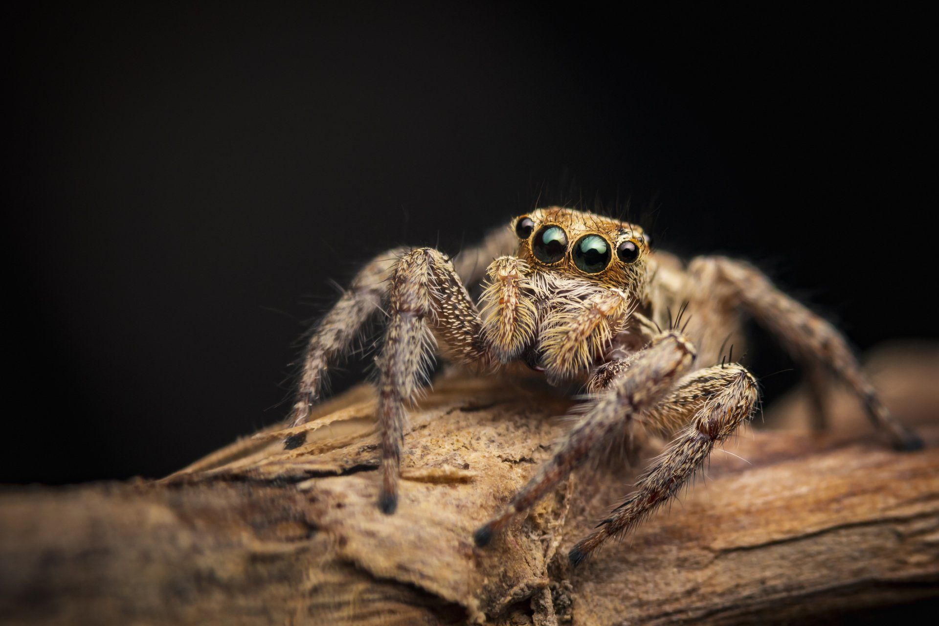 Jumping Spider - Crockett, TX - McClain’s Pest Control