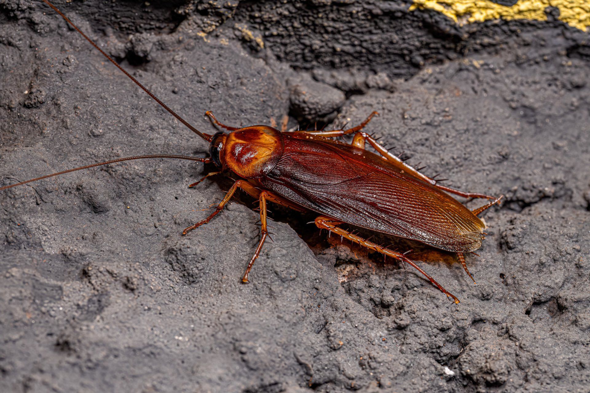 American Cockroach - Crockett, TX - McClain’s Pest Control