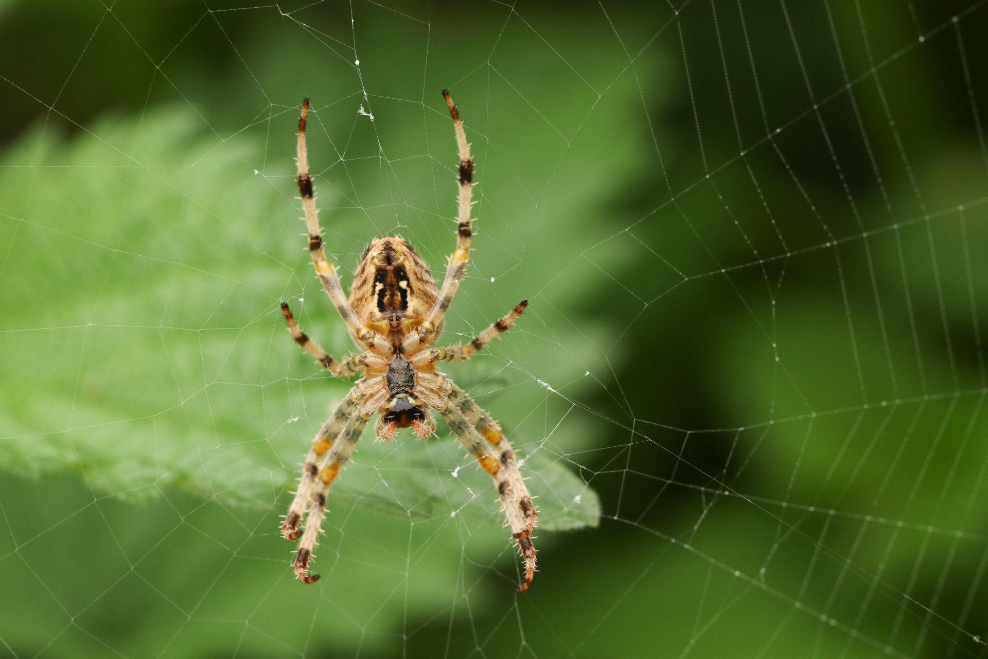 Garden Spider - Crockett, TX - McClain’s Pest Control
