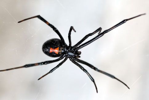 BLack-Widow