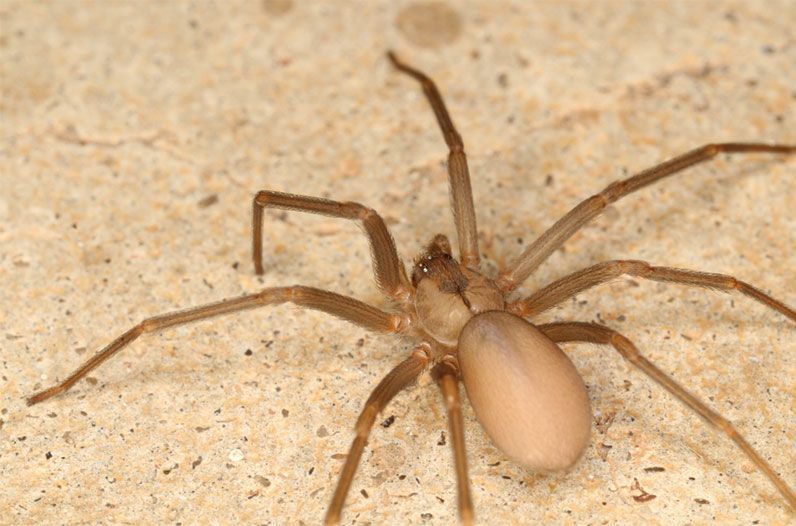 Brown-Recluse