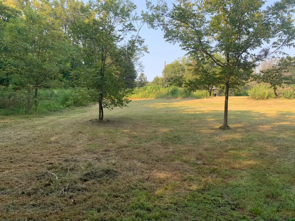 Grassy field with sparse trees; brown and green hues; trees in the sunlight; wooded background.