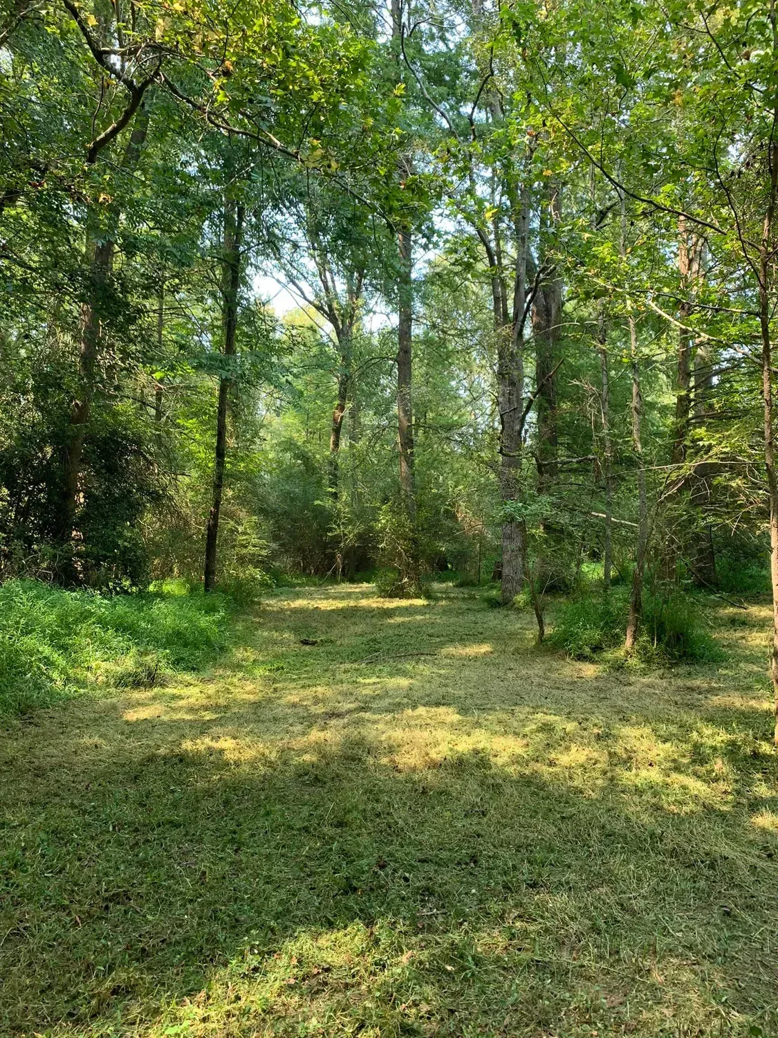 Lush green clearing in a sunlit forest, surrounded by tall trees with dappled light.