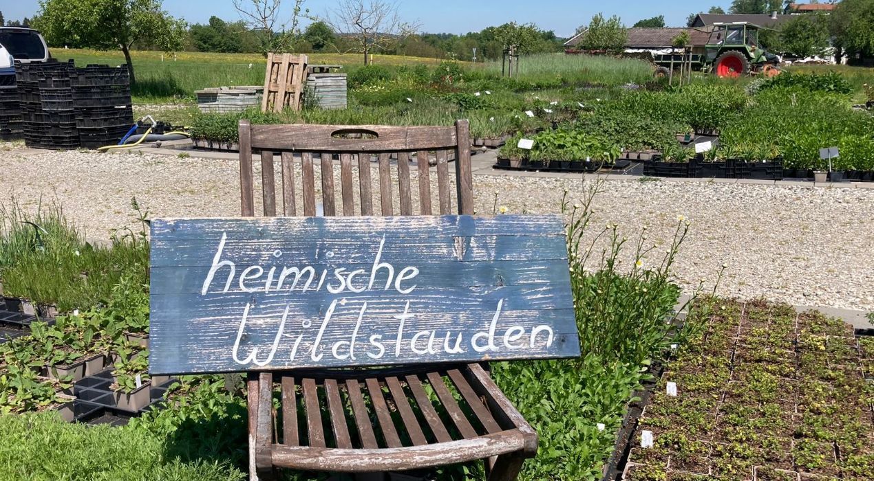 Heimische Wildstauden GrünPaten München