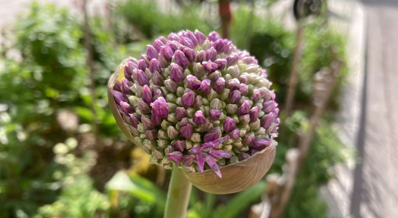 BioDivHub  GrünPaten München