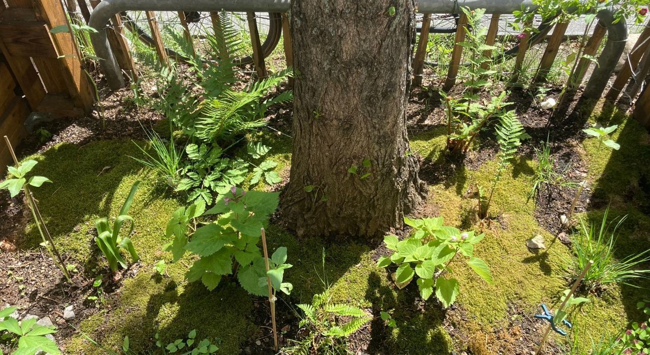 BioDivHub  GrünPaten München