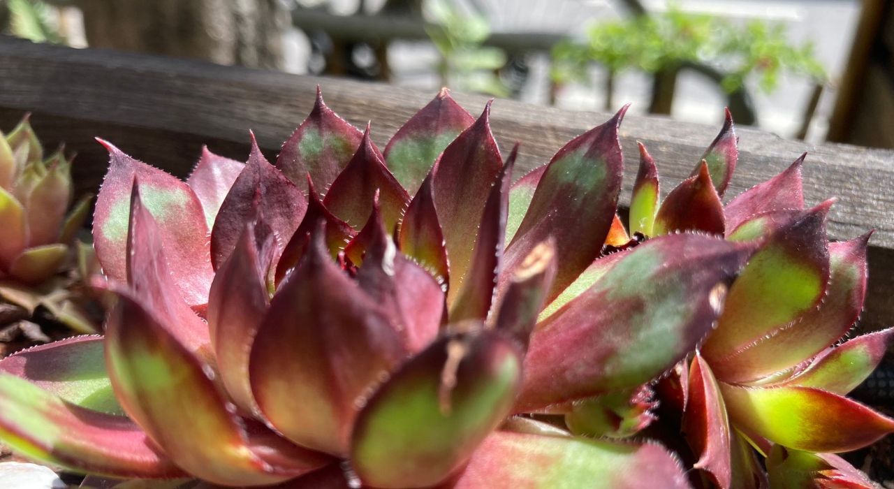 Biodiversität ins Quartier München