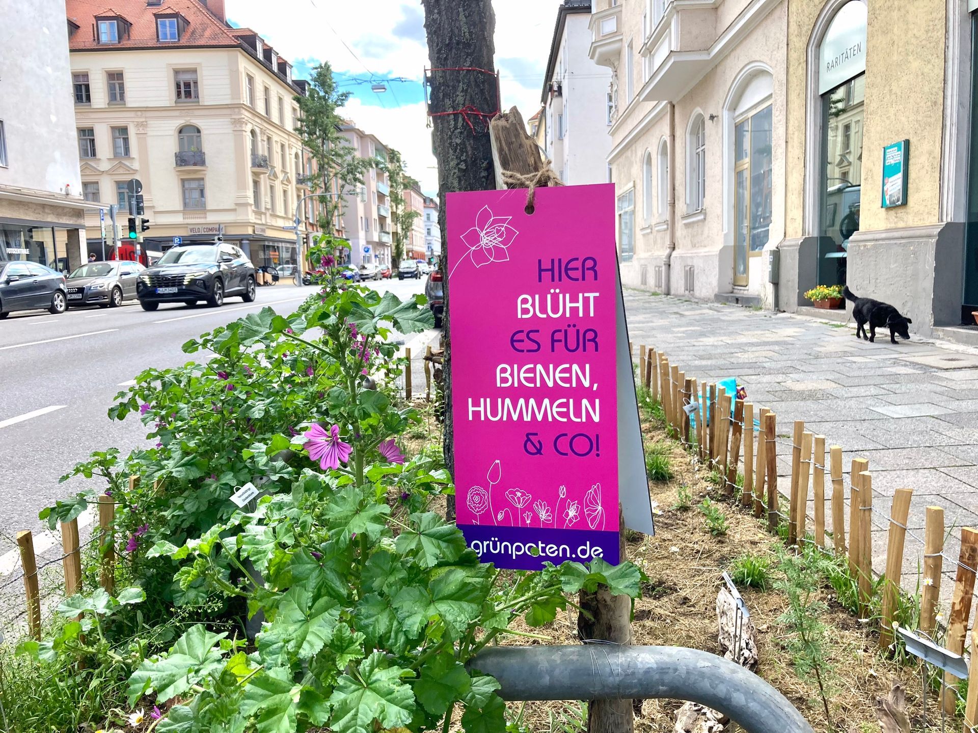 GrünPaten München: Hier blüht es für Bienen, Hummeln & Co