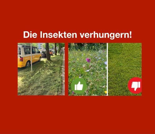 Die Insekten verhungern in München