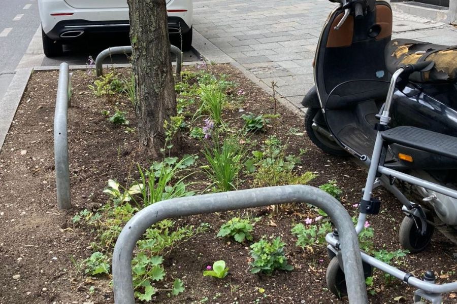 Greenn City Pflanzen ungeeignet