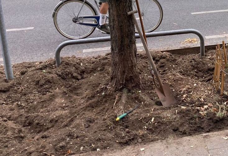 GrünPaten München Beetpeflanzung
