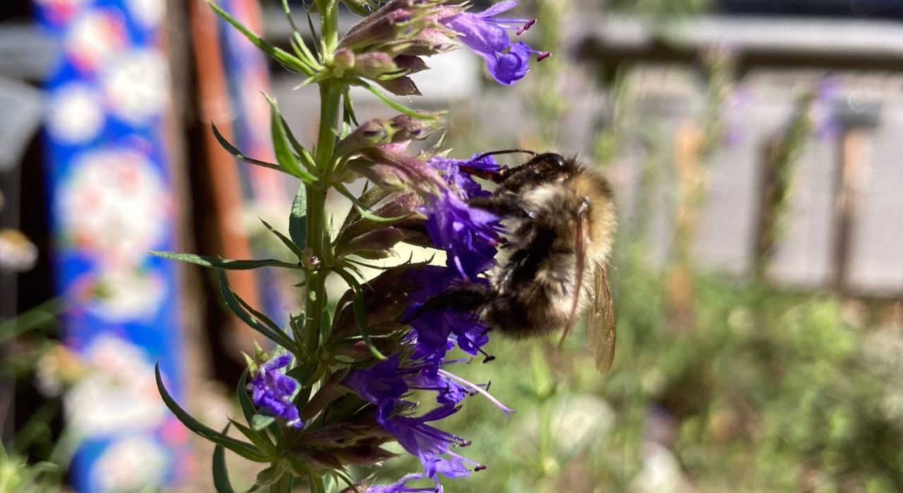 GrünPaten Biodiversität München 