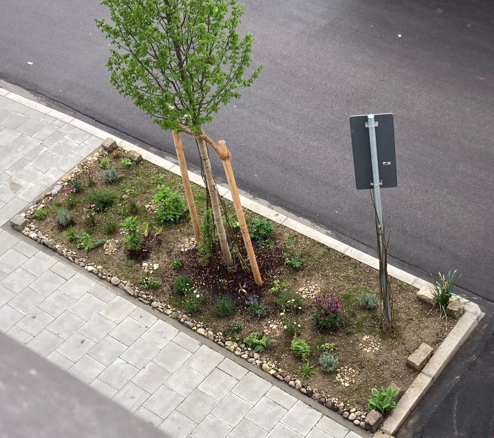 Grünpaten Beet München Georgenstraße