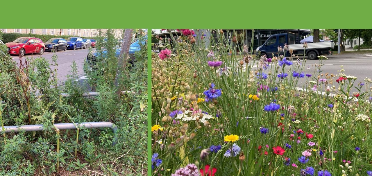 Wildblumenwiese München