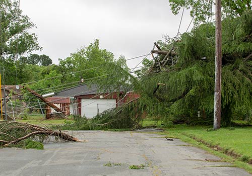 Cornville Tree Service 