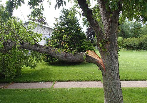 Trees Fallen on House Roof — Cornville, AZ — Badger Brothers Tree Service