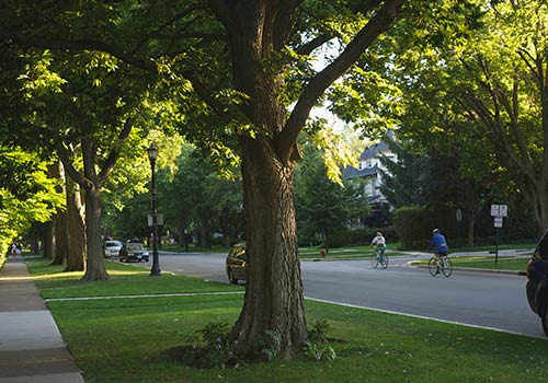 Suburban Street at Sunset — Cornville, AZ — Badger Brothers Tree Service