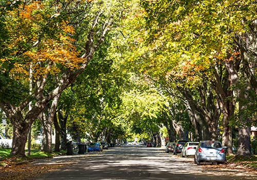 Colorful Countryside Residential Street — Cornville, AZ — Badger Brothers Tree Service