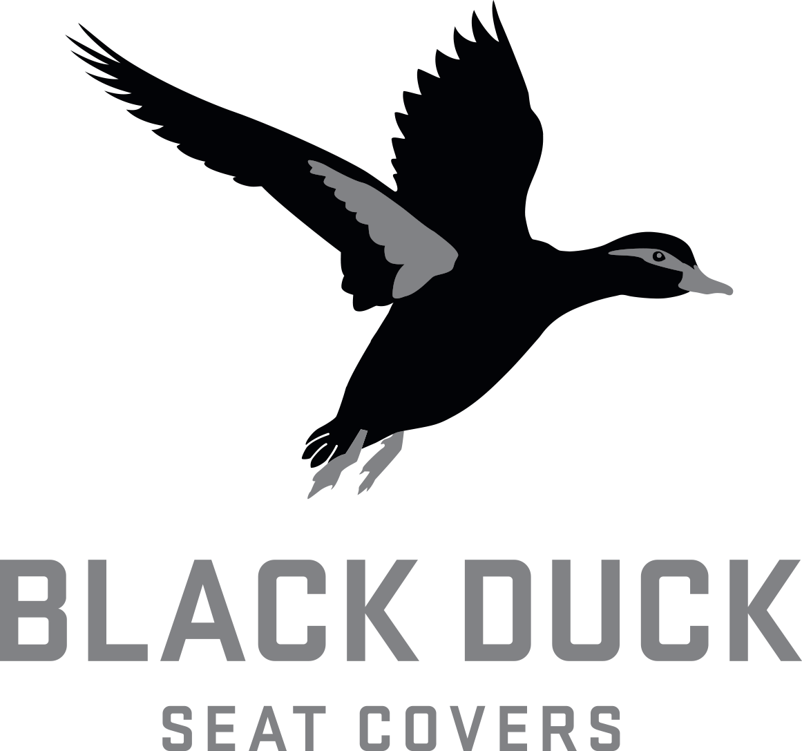 Black duck in flight above 