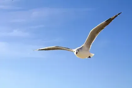 A gull flying with spread wings. An example of how your business can soar with digital marketing.