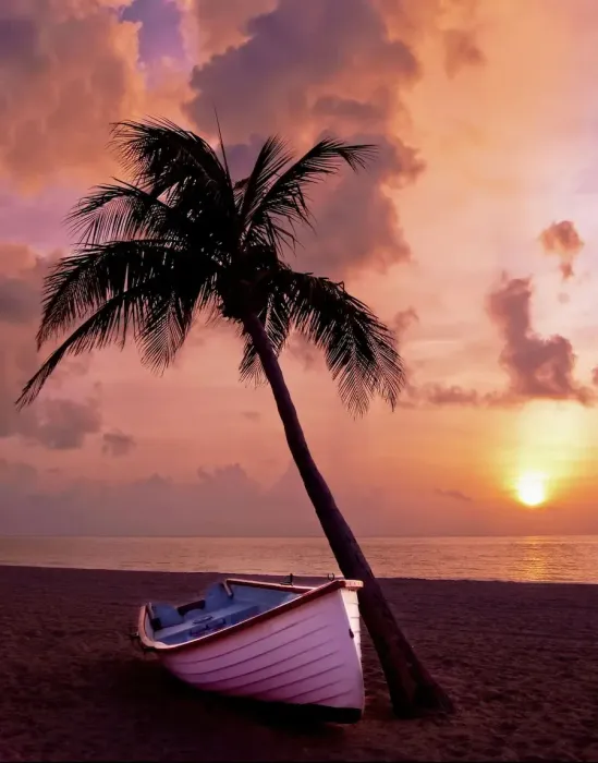 Palm tree at sunset, because Florida Coast SEO is located in Florida.