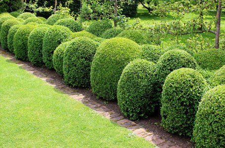 neat hedges in a garden
