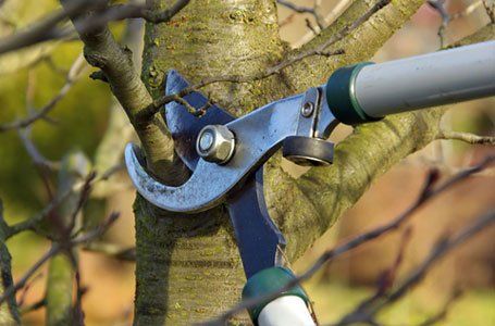 Tree pruning and planting