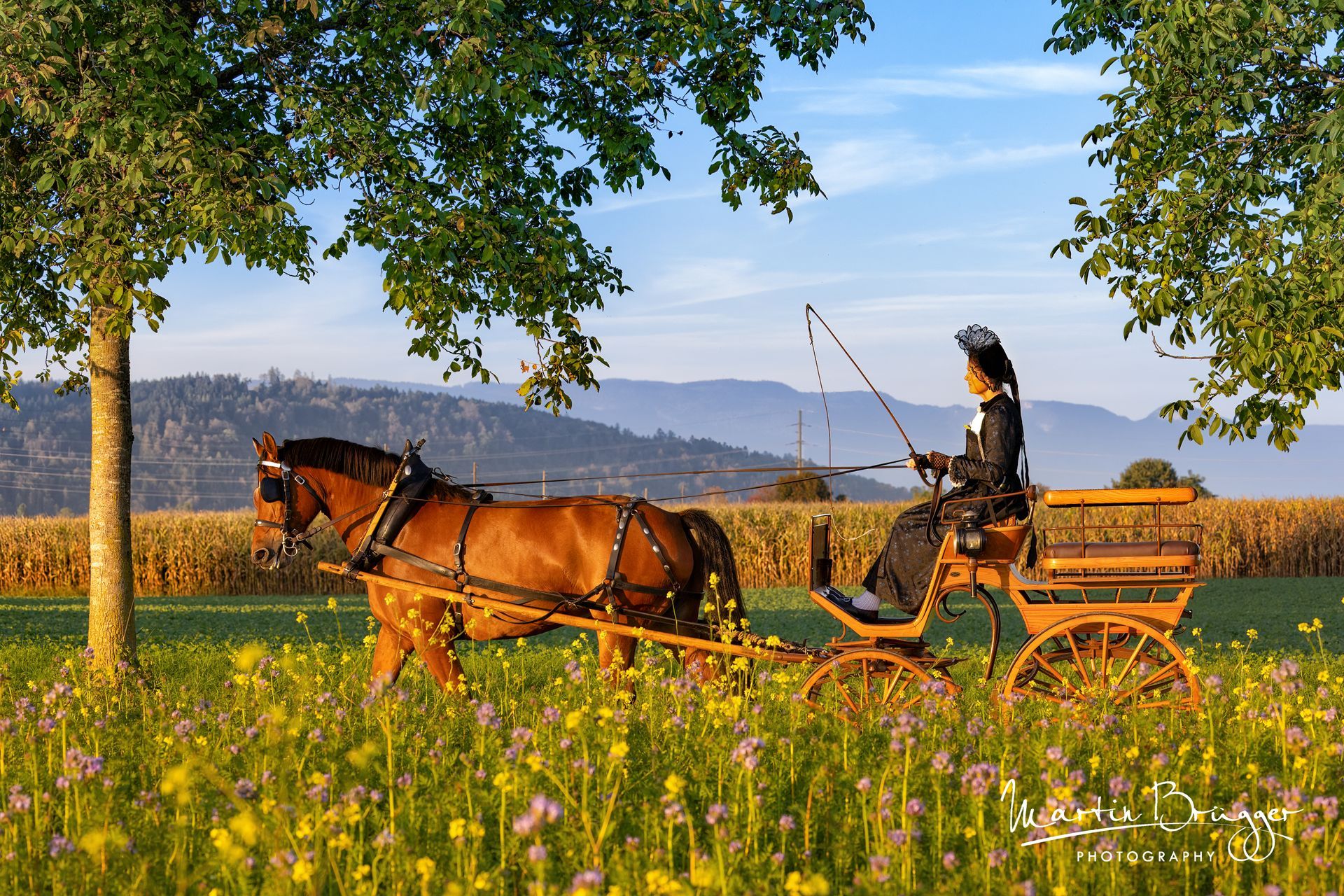 Eine Person fährt mit einer Pferdekutsche durch ein Feld gelber Blumen unter blauem Himmel.