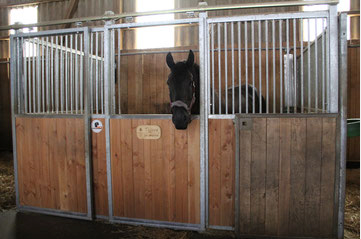 Ein schwarzes Pferd in einem Holzstall mit Metallstangen, das hinausschaut.
