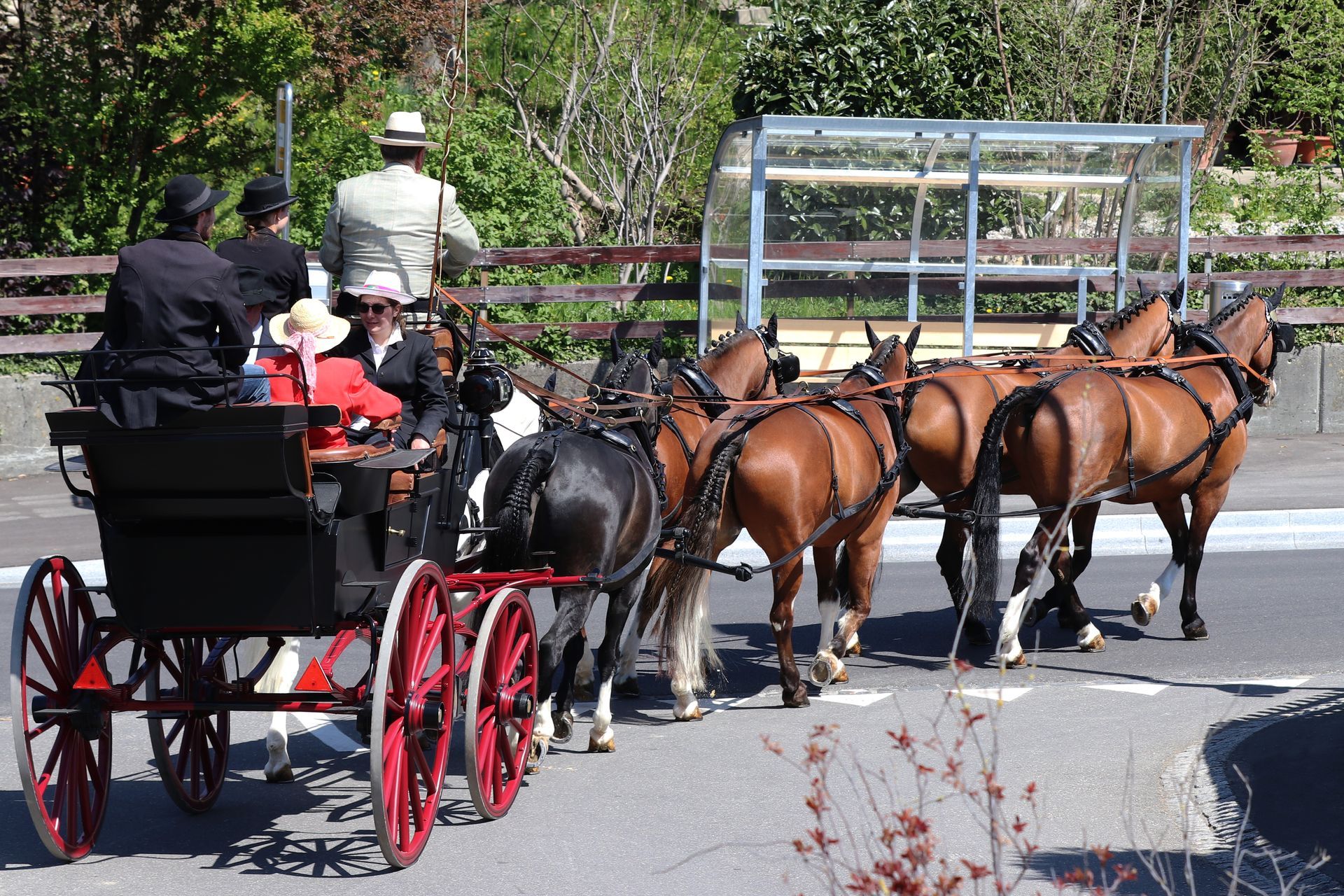 Pferde ziehen eine Kutsche mit Passagieren auf einer gepflasterten Straße. Die Pferde sind braun und schwarz.