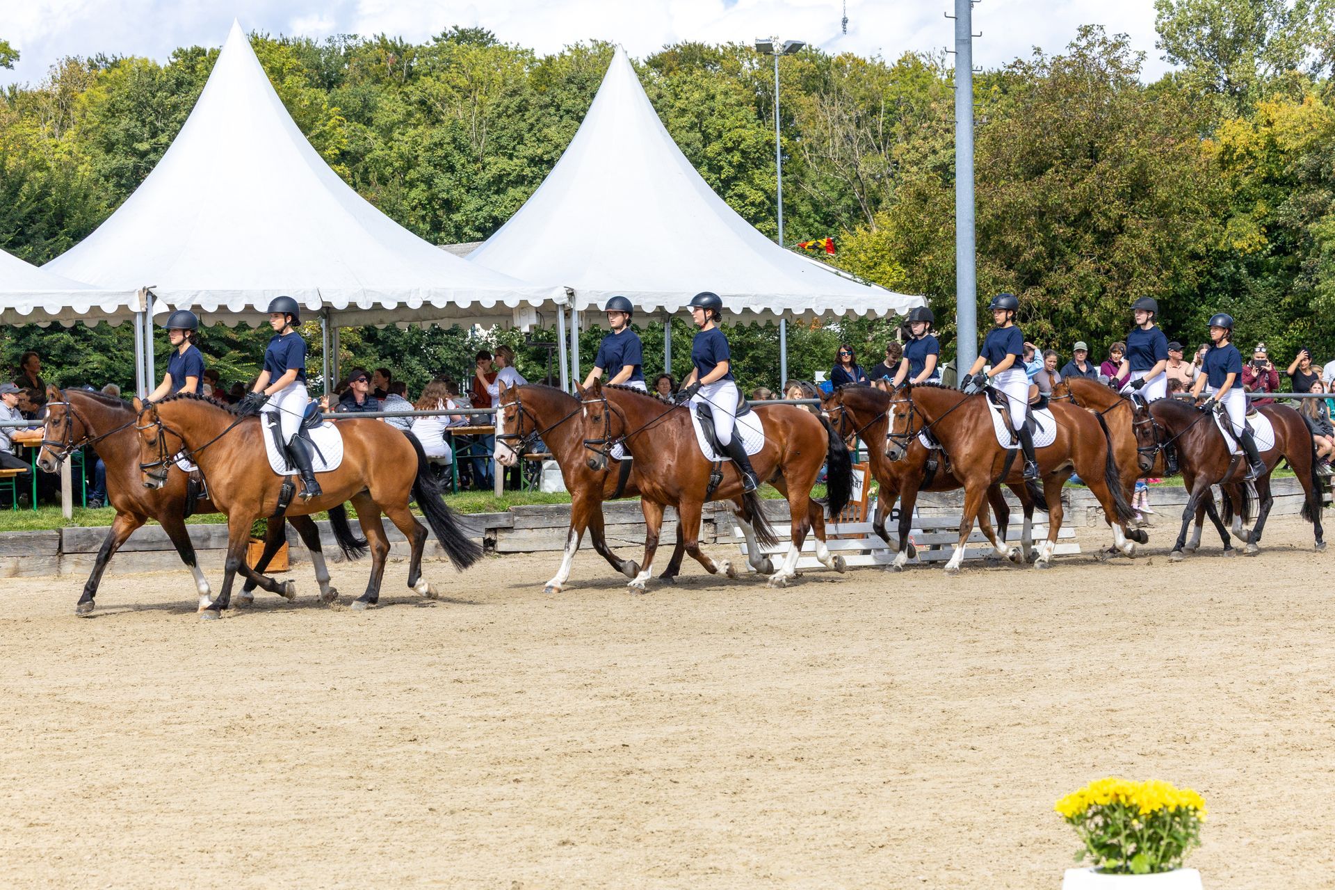 Pferde mit Reitern in Formation, unter weißen Zelten, in einer Freiluftarena.